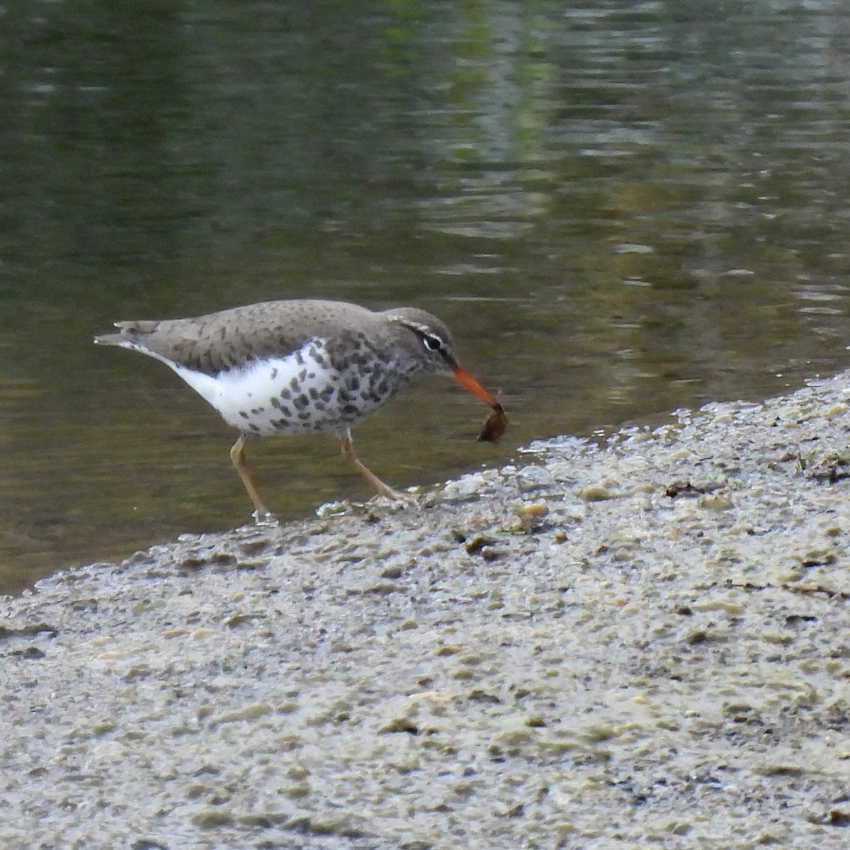 Spotted Sandpiper - ML617910643