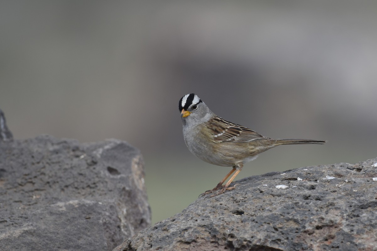 White-crowned Sparrow - Eleni Kondilis