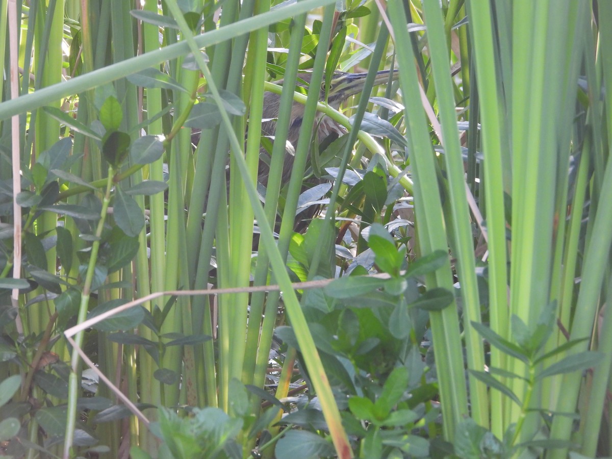 American Bittern - Vidhya Sundar