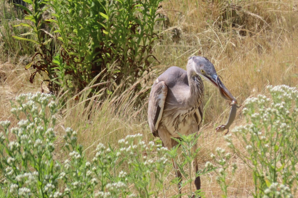 Garza Azulada - ML617910742