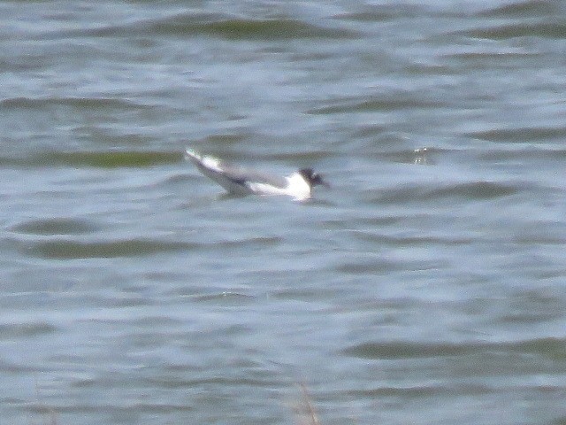 Franklin's Gull - Ed  Newbold