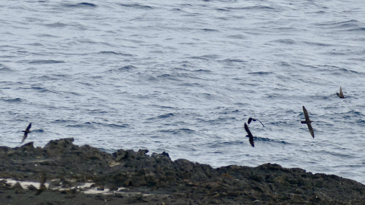 Galapagos Shearwater - ML617910768