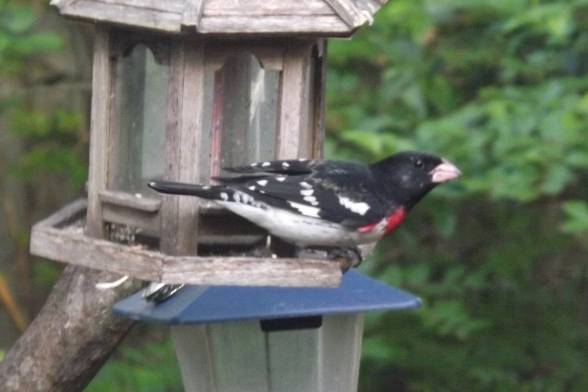 Rose-breasted Grosbeak - Sandra Hinton