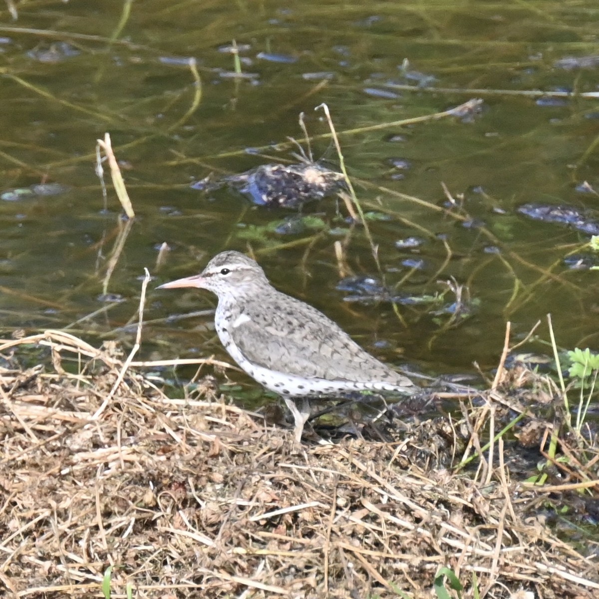 Spotted Sandpiper - ML617910785