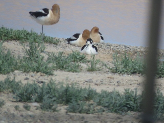 Black-necked Stilt - ML617910833