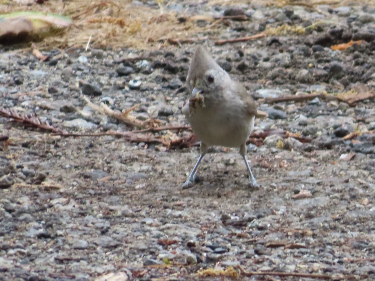 Oak Titmouse - ML617910838