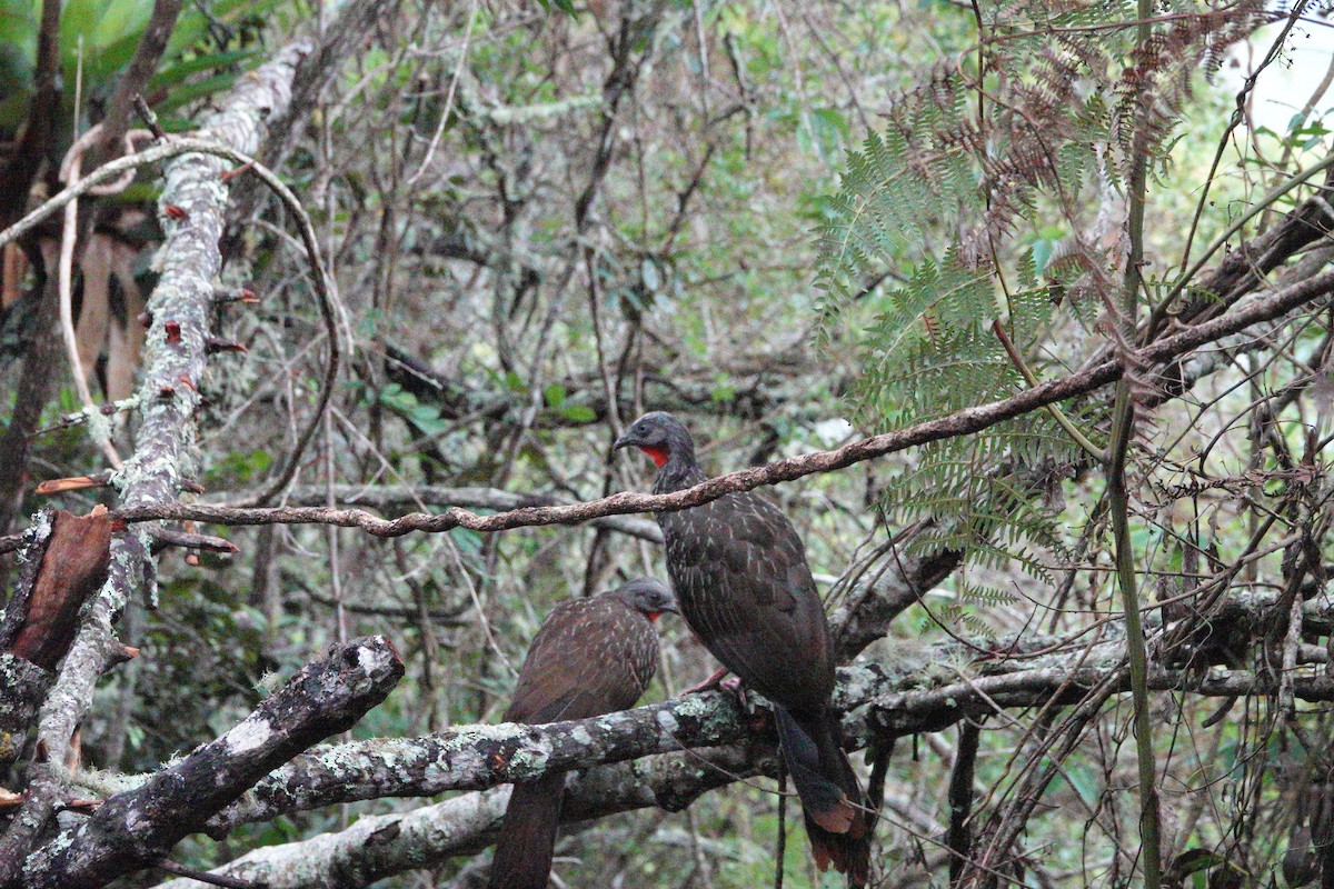 Band-tailed Guan - ML617910885