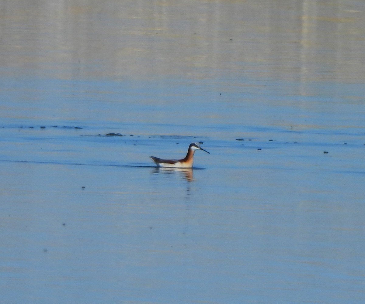 Falaropo Tricolor - ML617910886