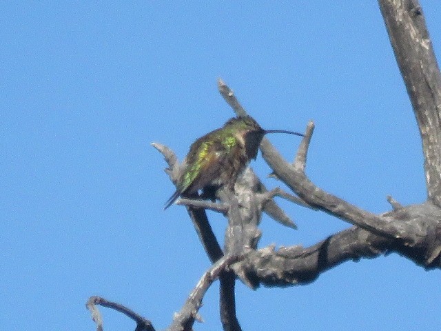 Colibrí Luminoso - ML617910929