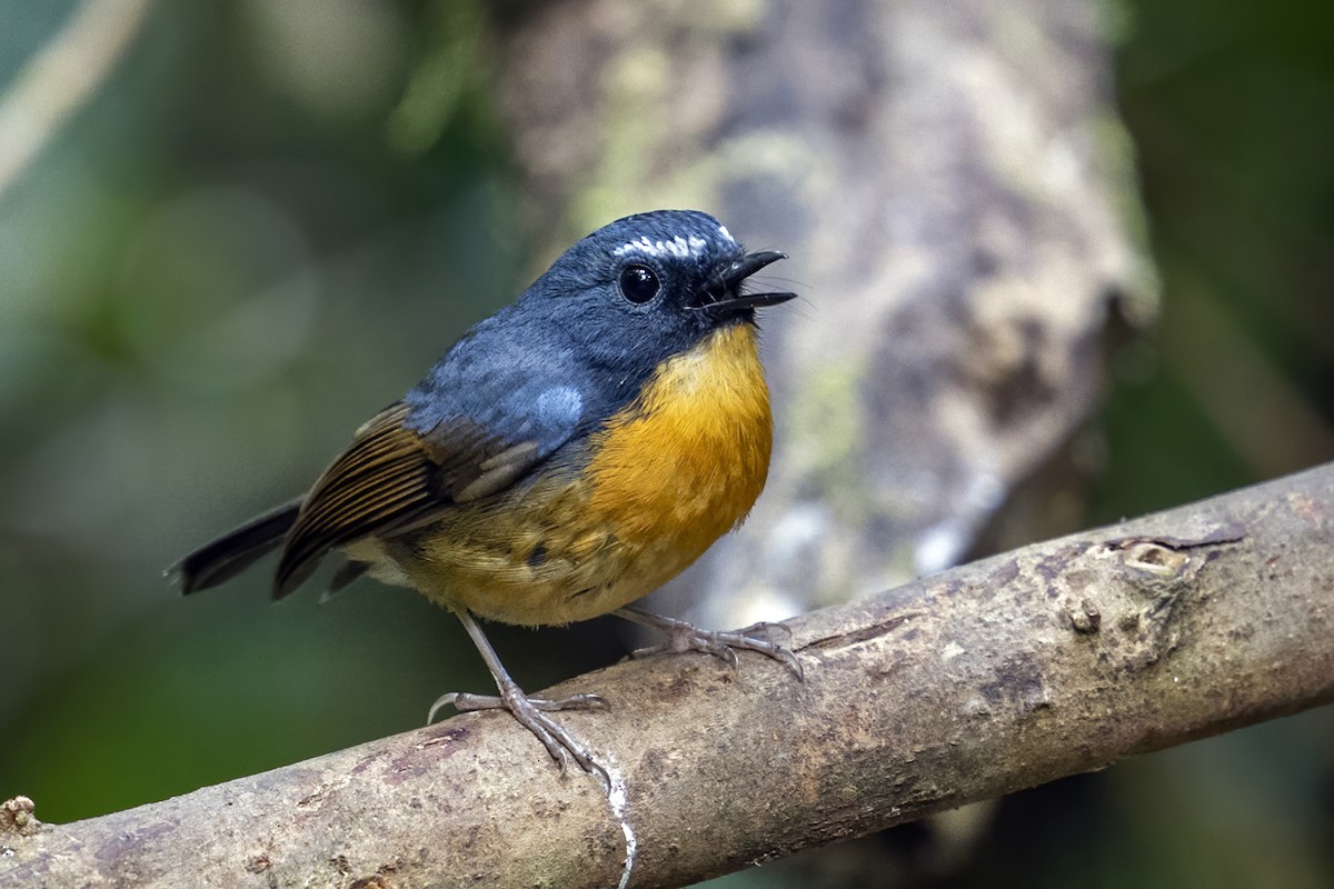 Snowy-browed Flycatcher - ML617910964