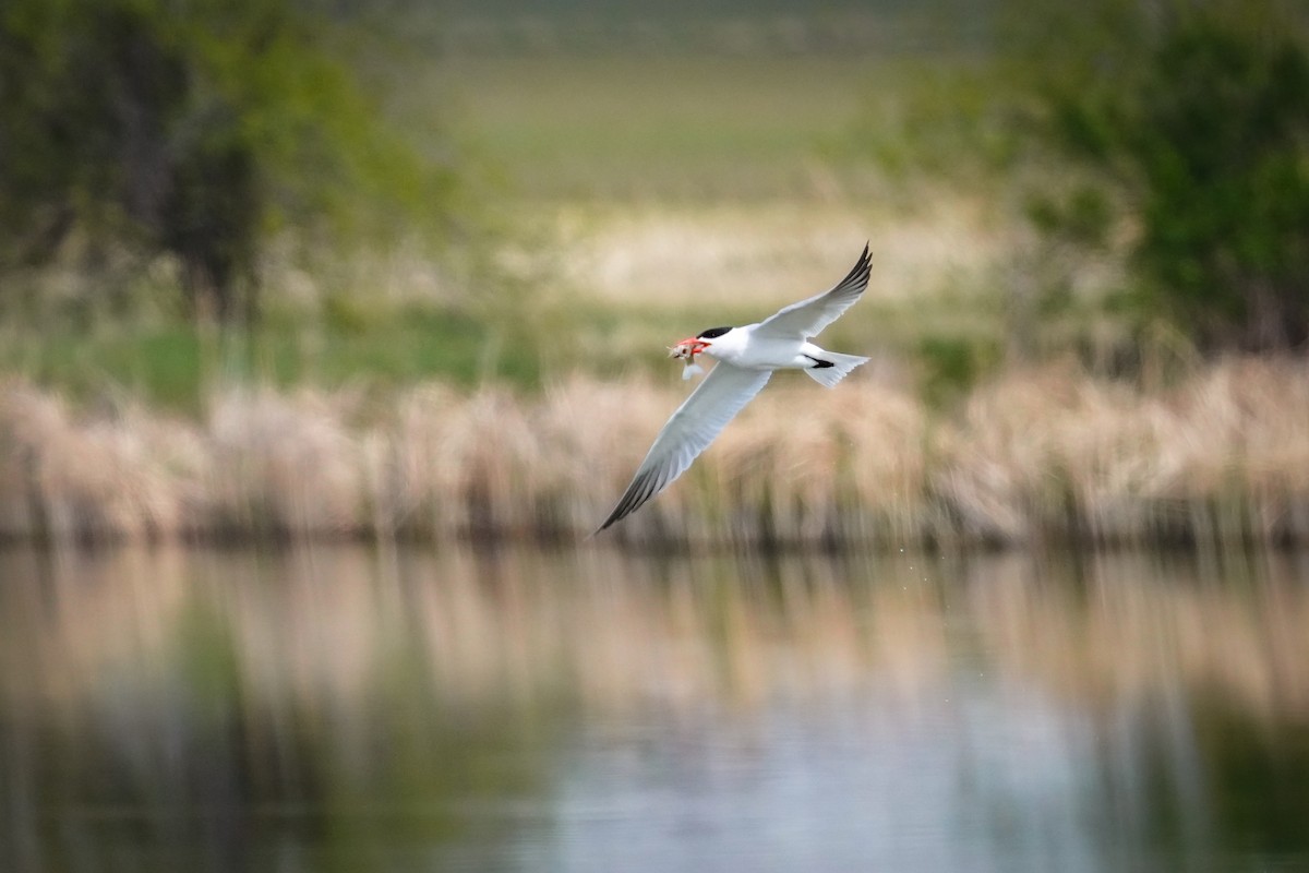 Caspian Tern - ML617910978