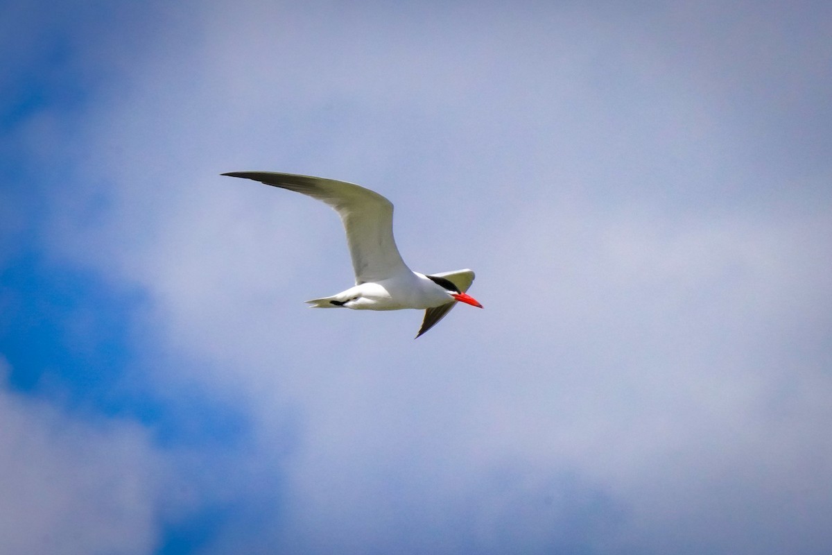 Caspian Tern - ML617910979