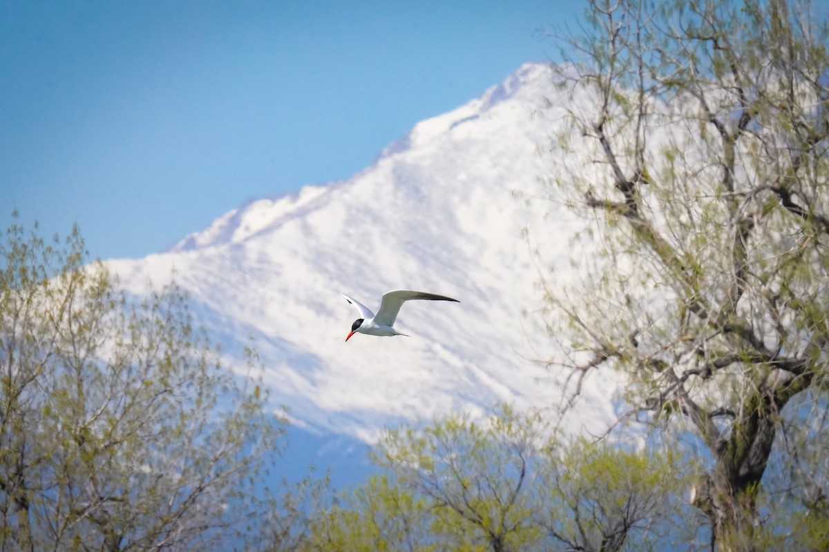 Caspian Tern - ML617910980