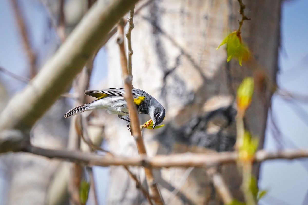 Yellow-rumped Warbler - ML617910986