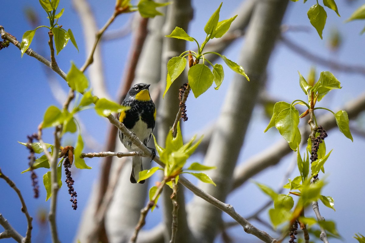 Yellow-rumped Warbler - ML617910987