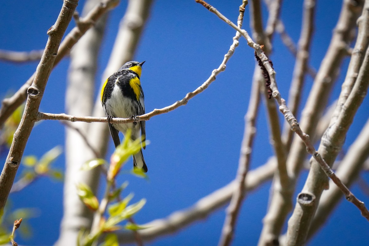 Yellow-rumped Warbler - ML617910988