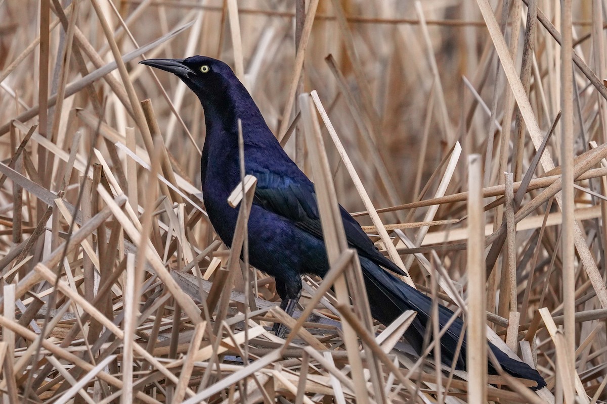 Great-tailed Grackle - ML617910991