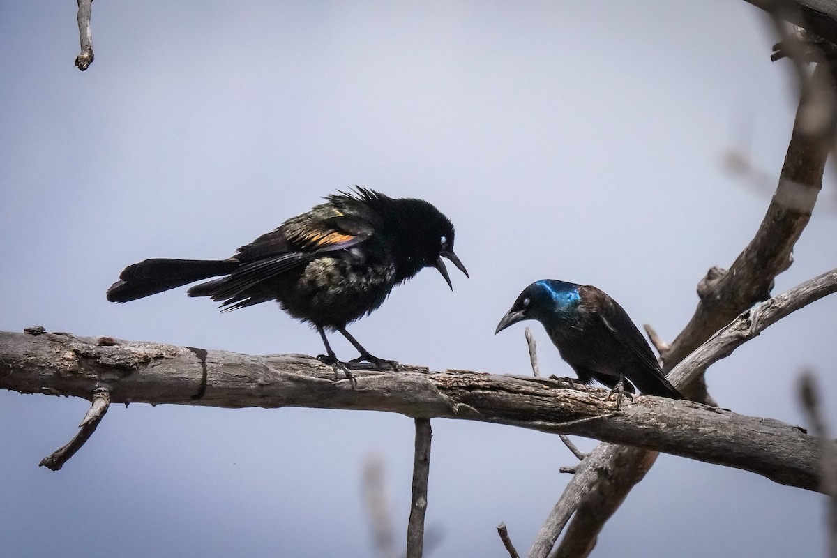 Common Grackle - ML617910996