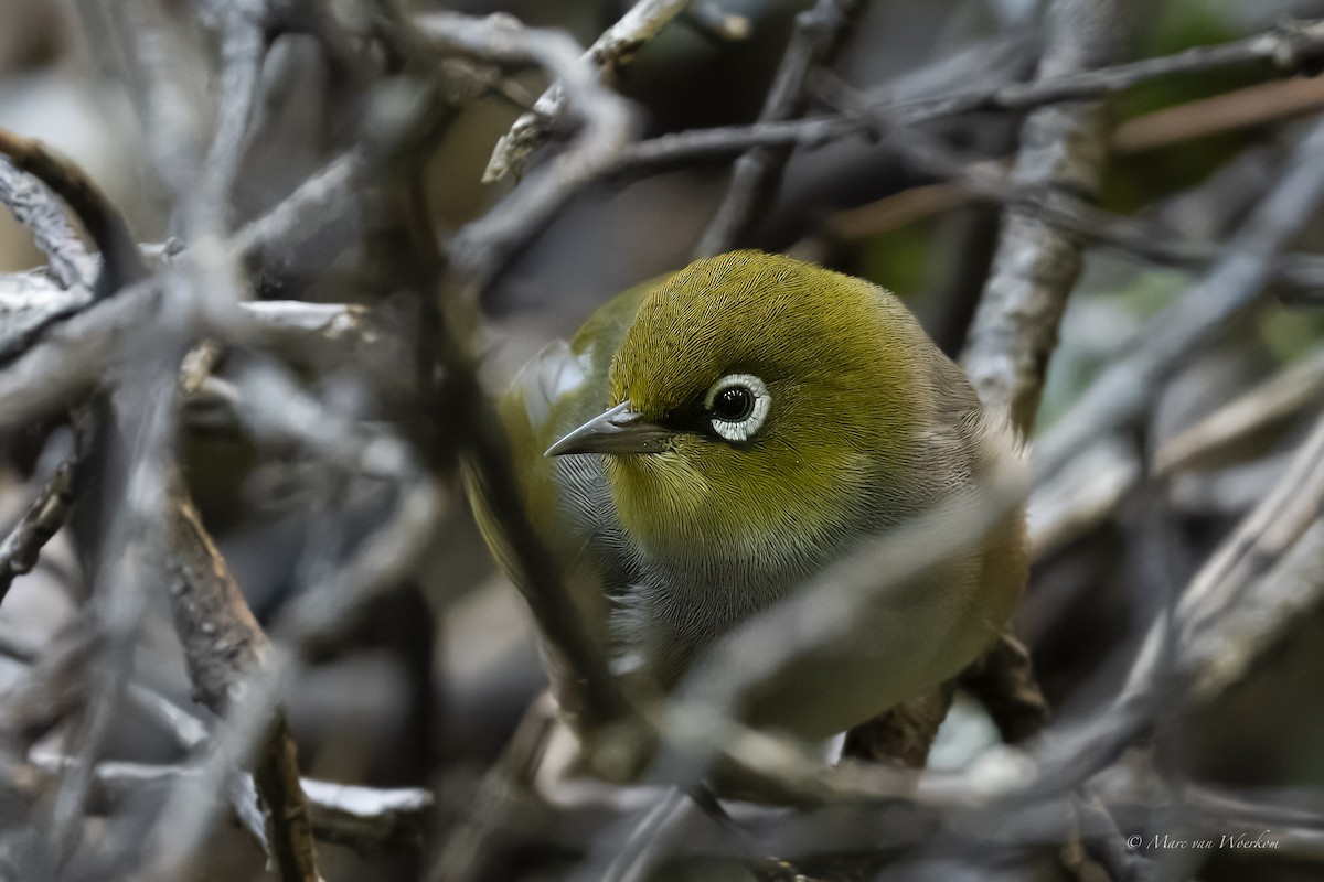 Silvereye - ML617910998