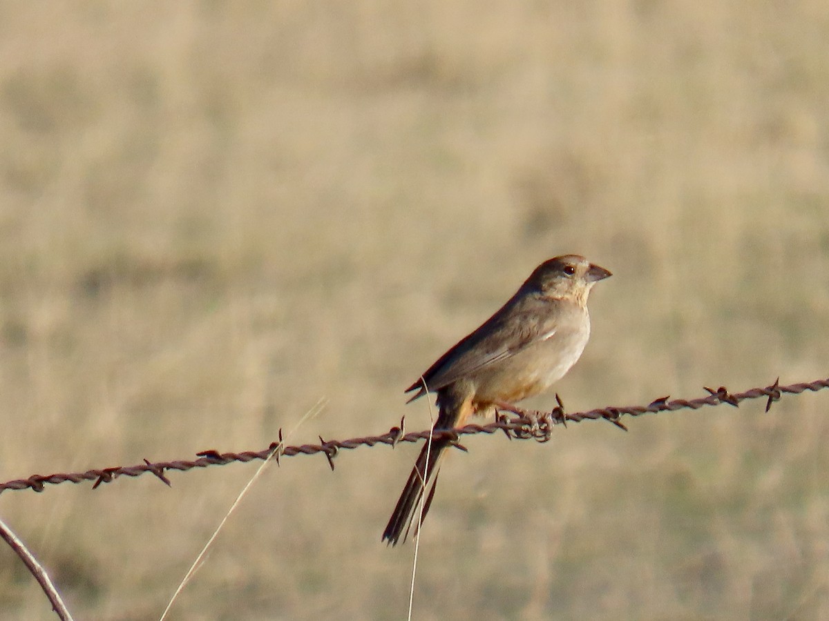Canyon Towhee - ML617911126