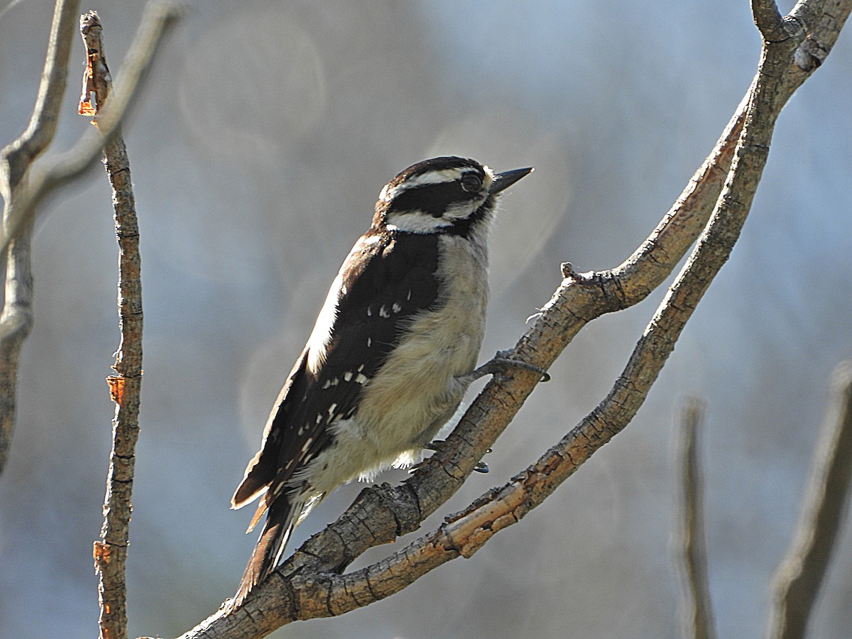 Downy Woodpecker - ML617911139