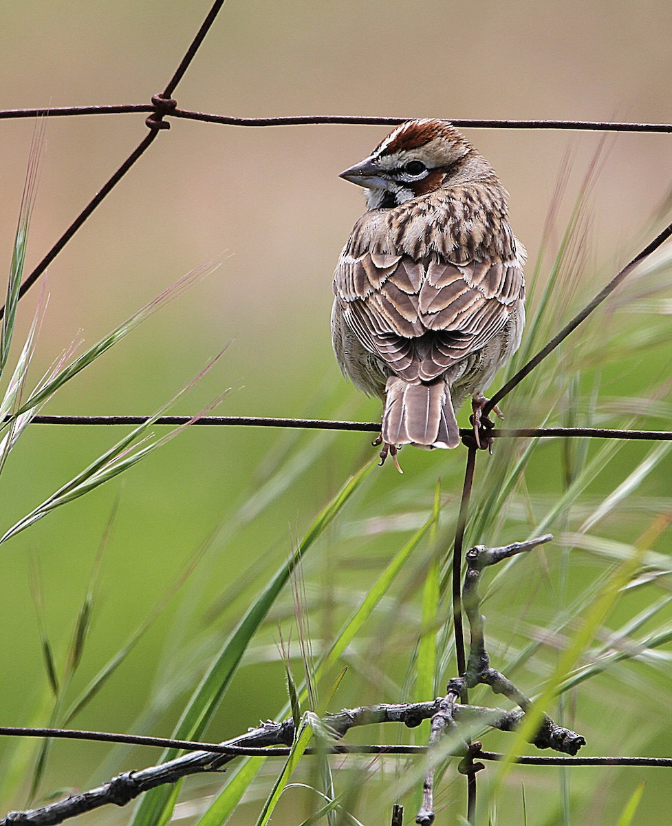 Lark Sparrow - ML617911160