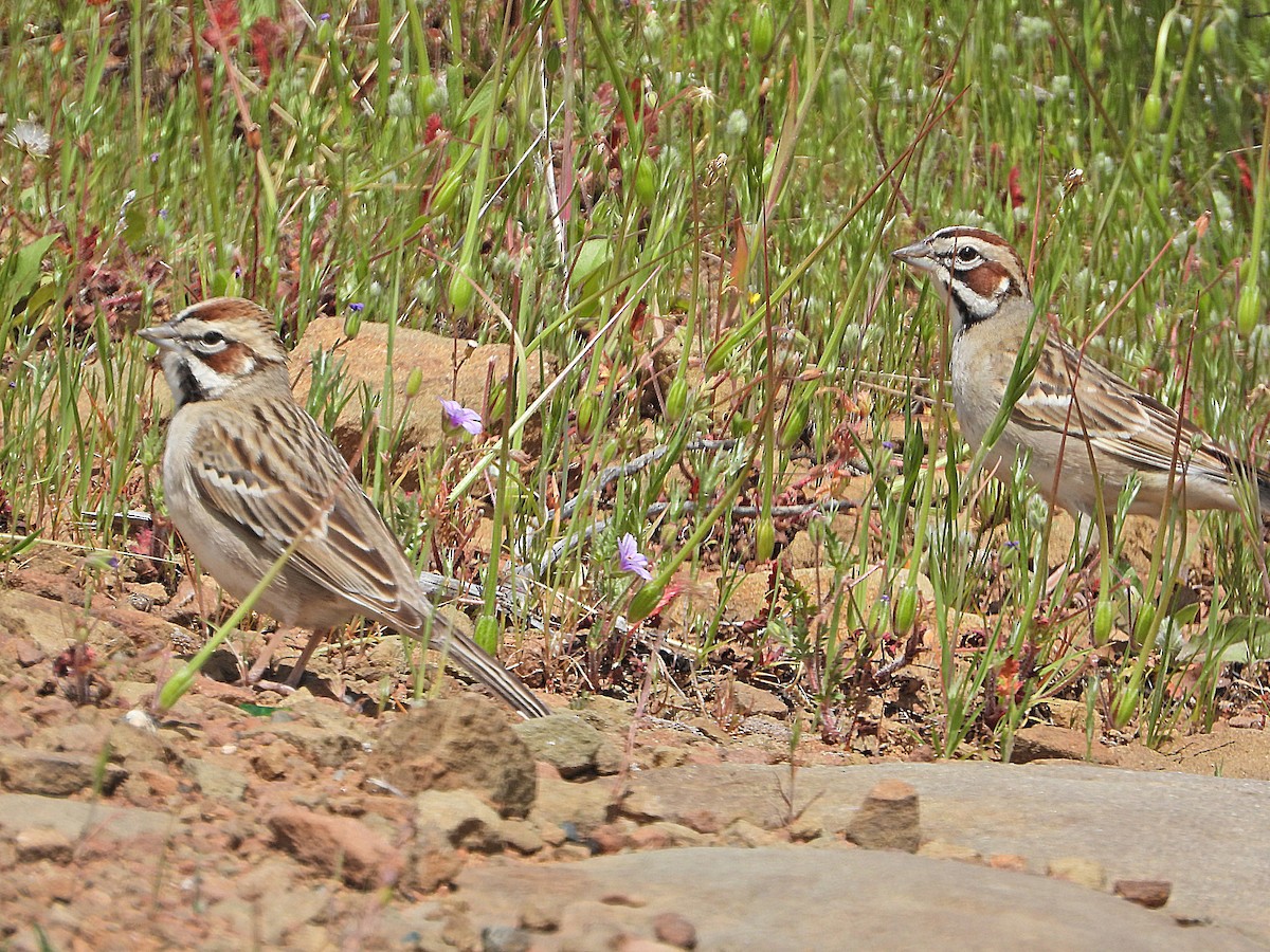 Lark Sparrow - ML617911163