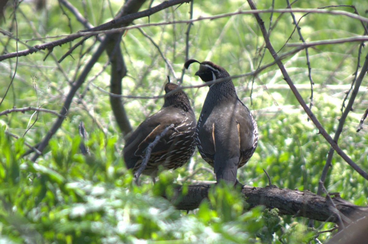 California Quail - ML617911174