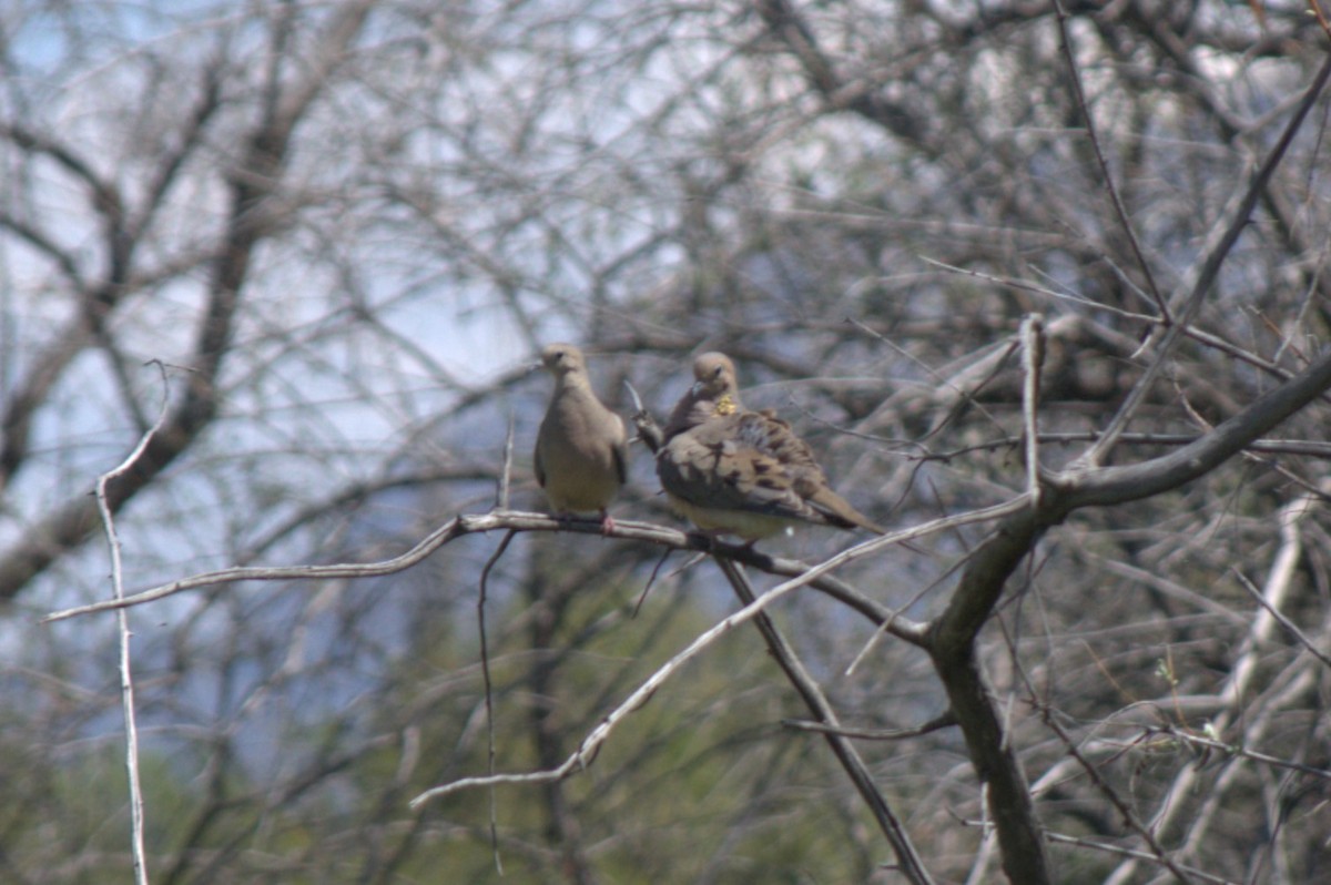 Mourning Dove - ML617911177