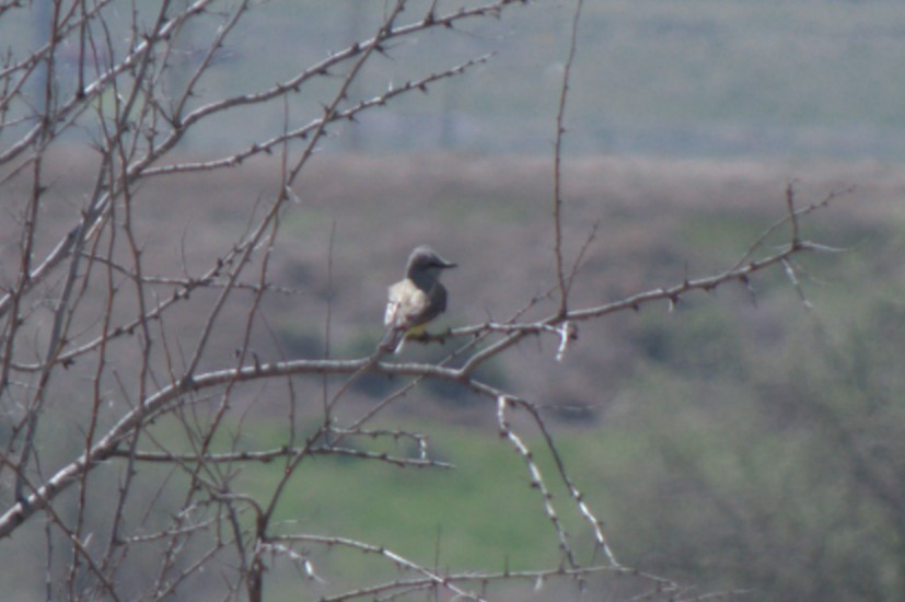 Western Kingbird - ML617911181