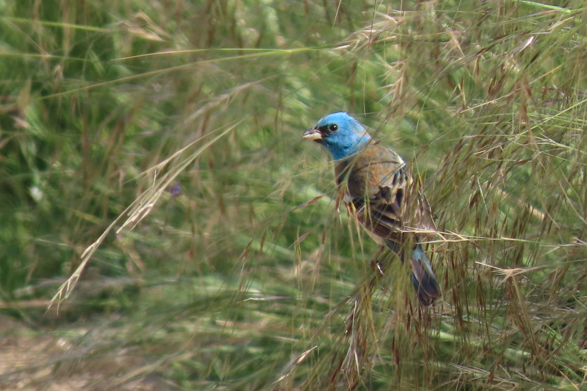 Lazuli Bunting - ML617911193