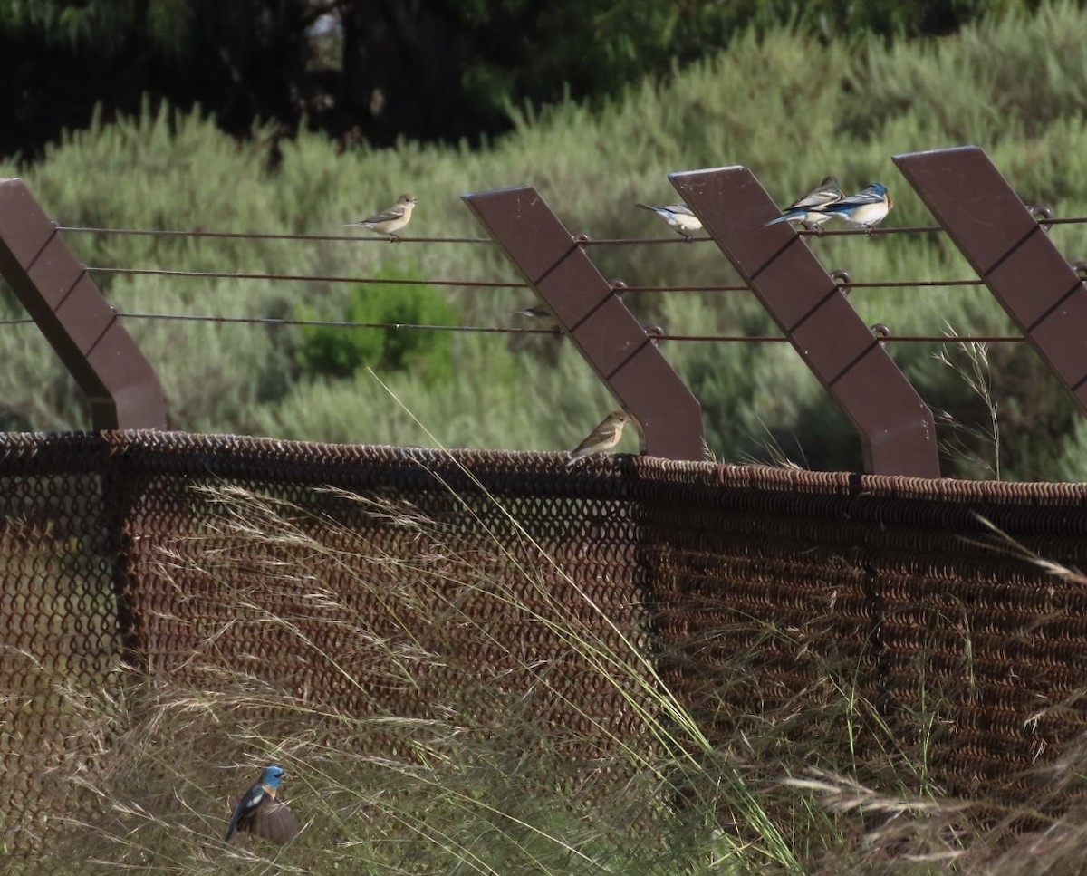 Lazuli Bunting - ML617911239