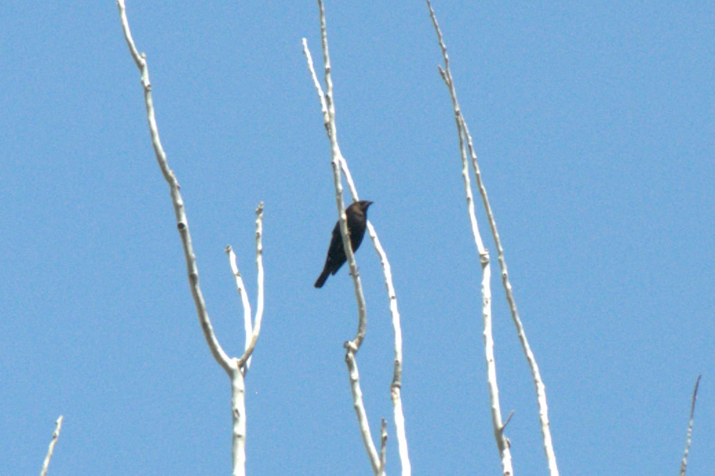 Brown-headed Cowbird - ML617911249