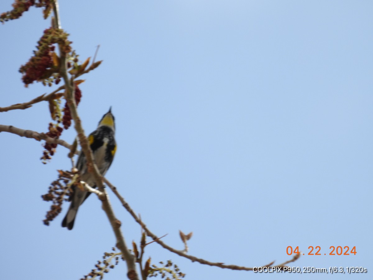 Пісняр-лісовик жовтогузий (підвид coronata) - ML617911299