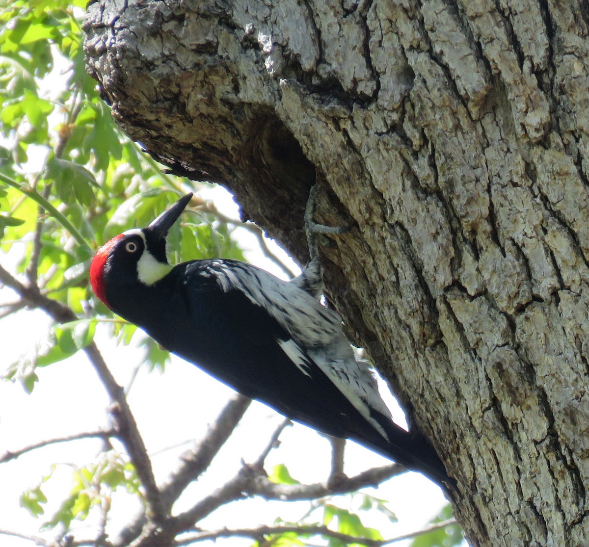Acorn Woodpecker - ML617911313