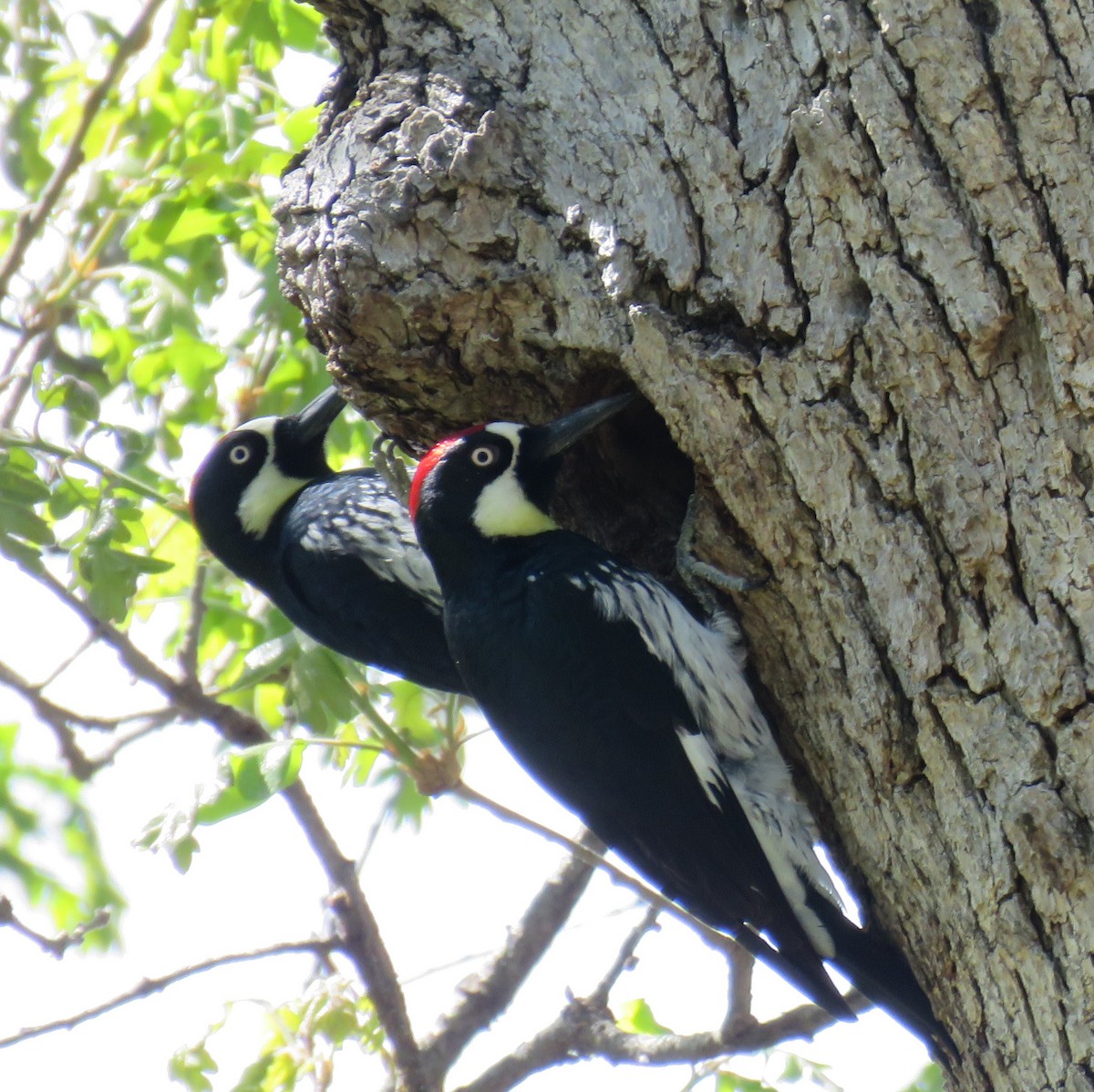 Acorn Woodpecker - ML617911327