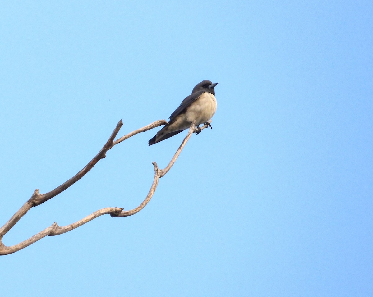 White-breasted Woodswallow - Rupa Abdi