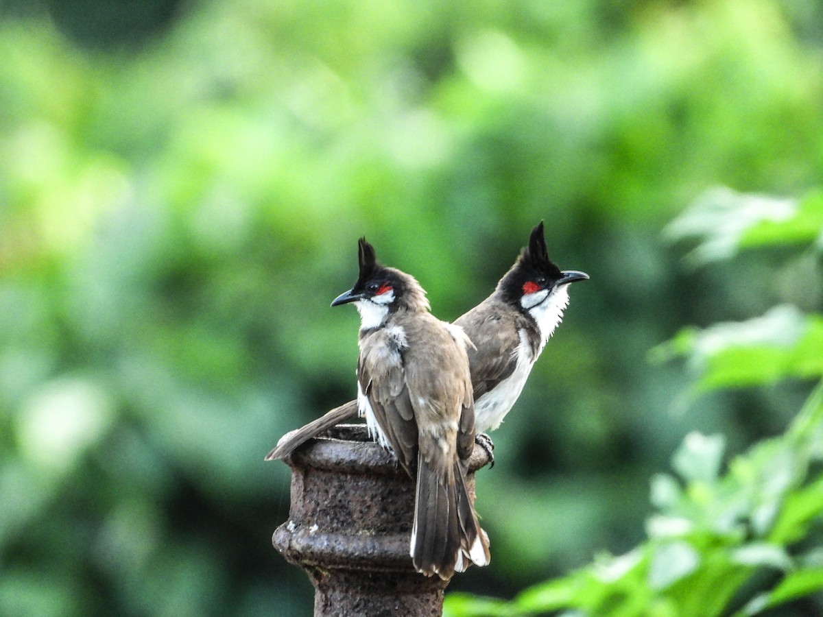 Red-whiskered Bulbul - Rupa Abdi