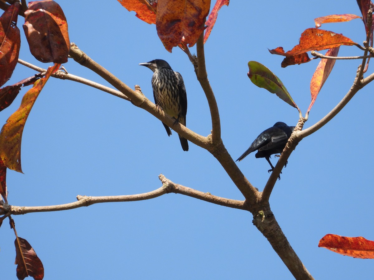 Asian Glossy Starling - ML617911402