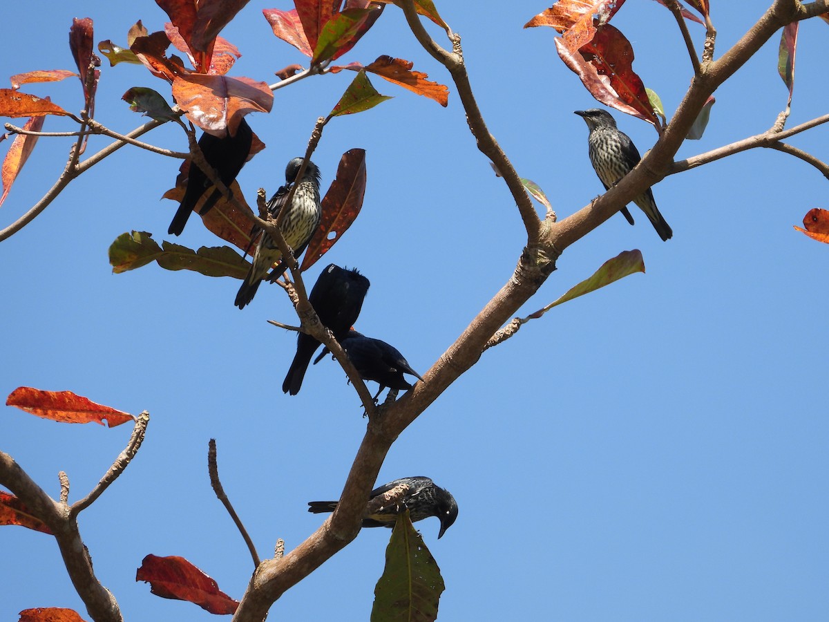 Asian Glossy Starling - ML617911406