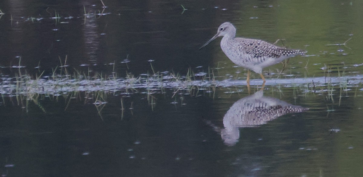 Greater Yellowlegs - ML617911431