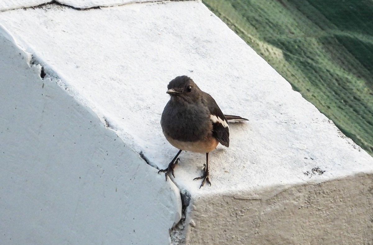 Oriental Magpie-Robin - ML617911470