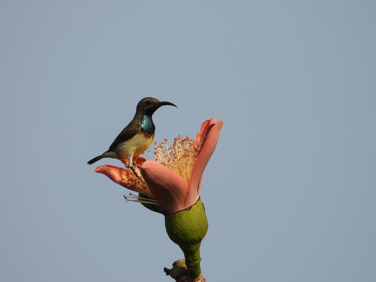 Ornate Sunbird - Rupa Abdi