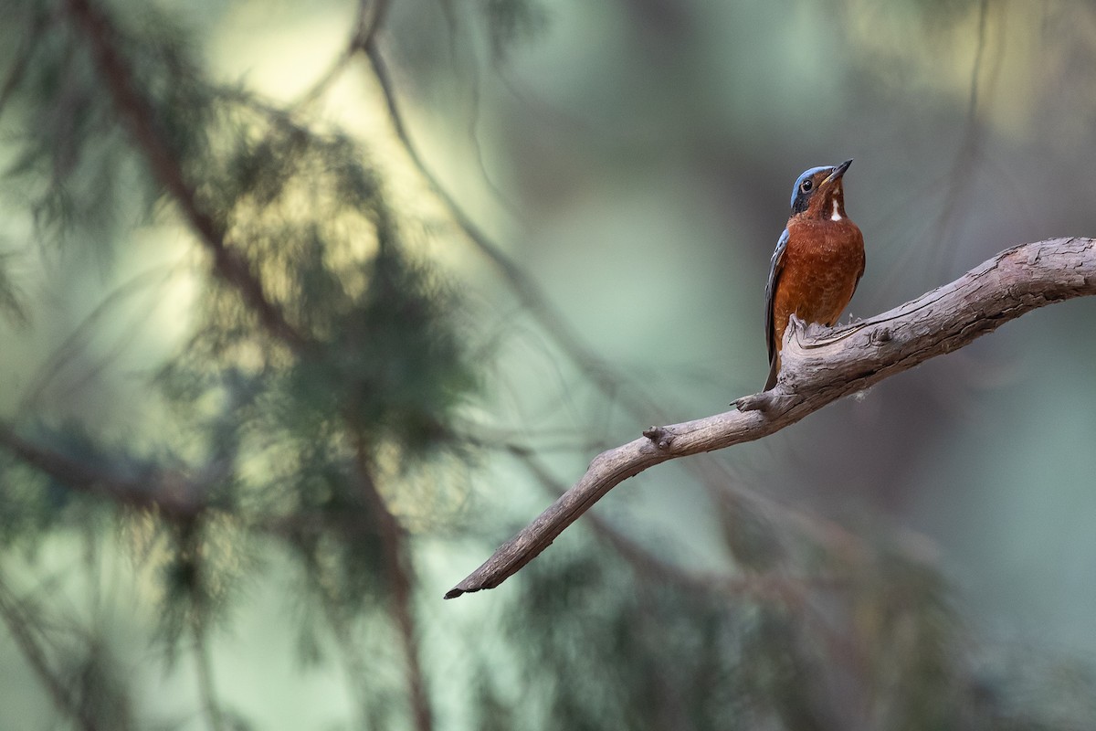 White-throated Rock-Thrush - ML617911551