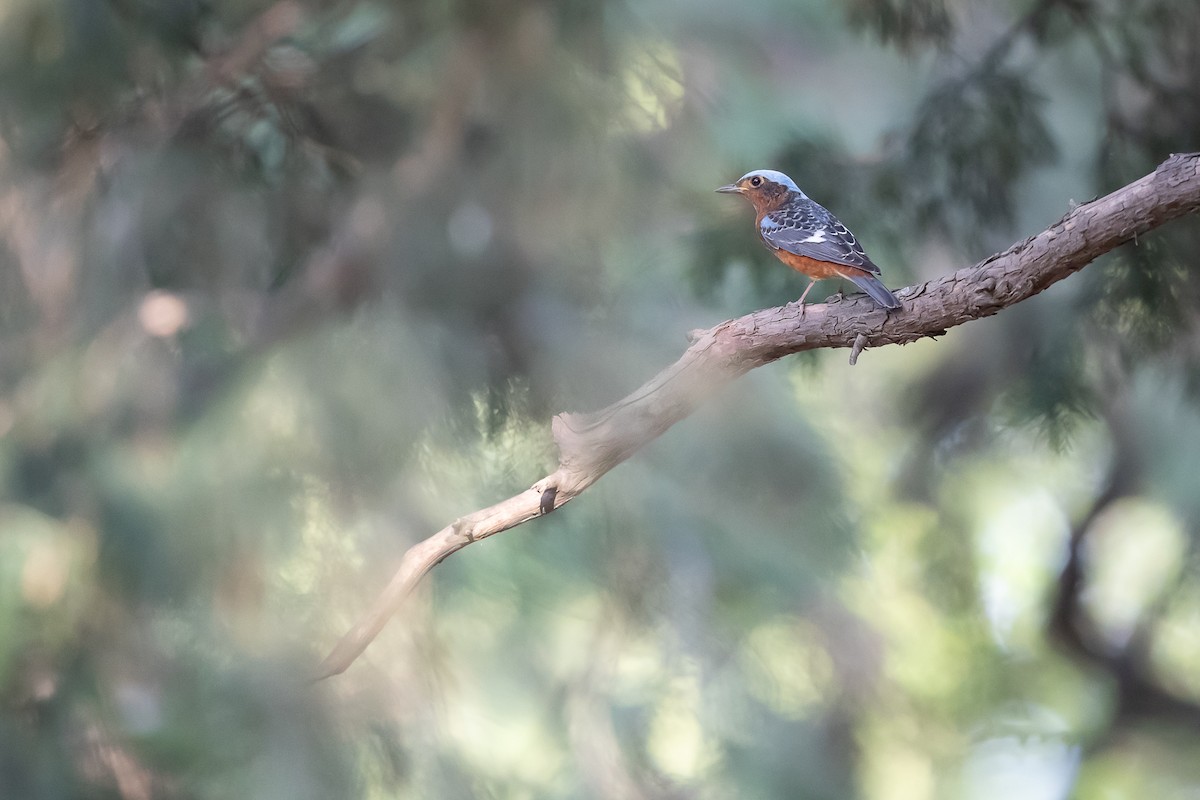 White-throated Rock-Thrush - ML617911557