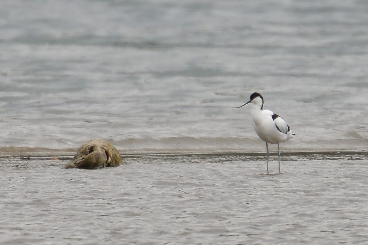 Pied Avocet - ML617911561