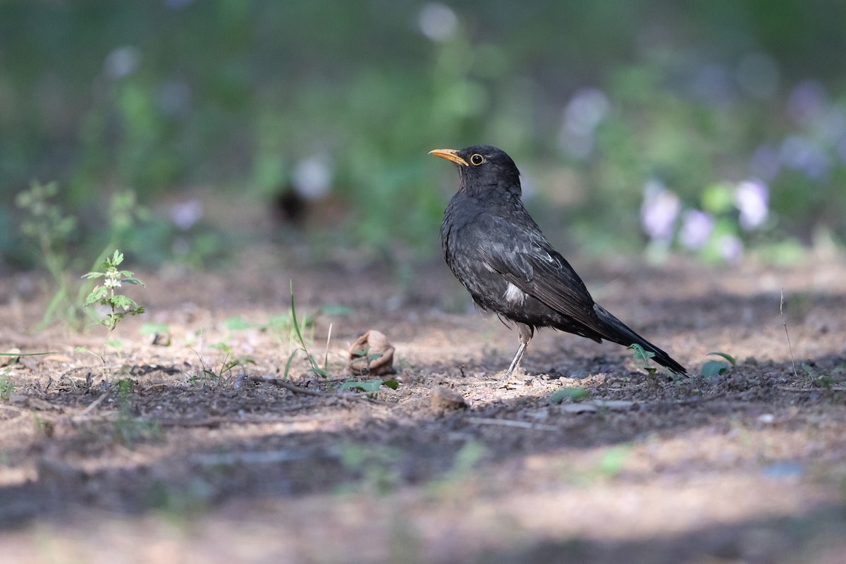 Chinese Blackbird - ML617911565