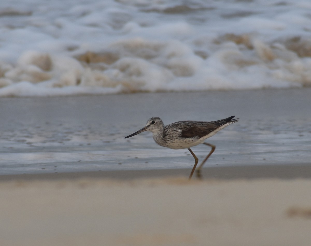 Common Greenshank - ML617911574