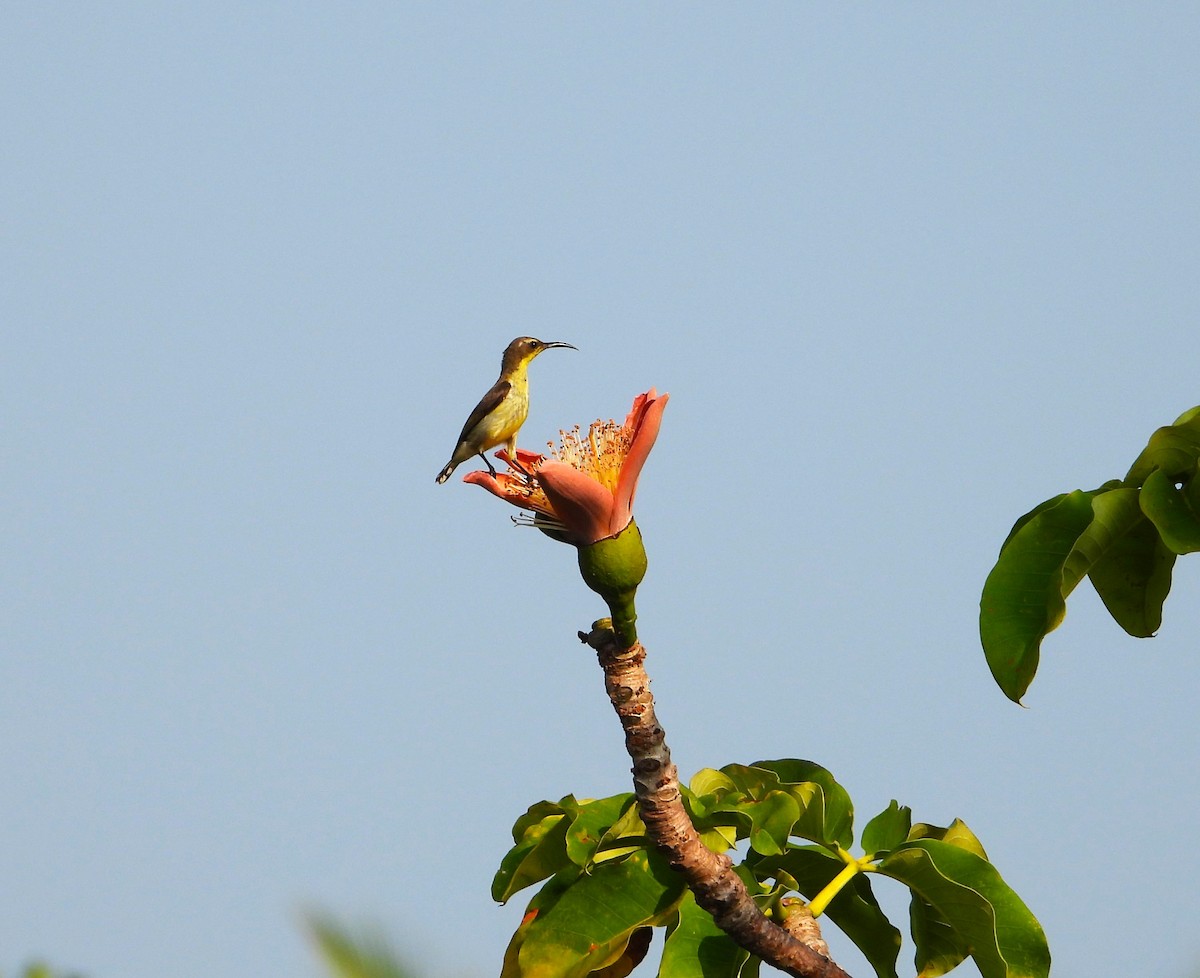 Ornate Sunbird - ML617911591