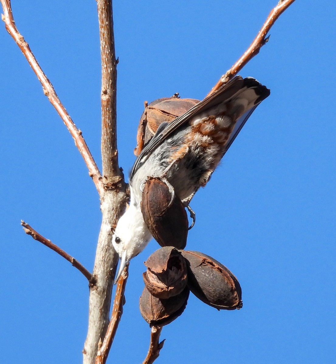 White-breasted Nuthatch - ML617911599